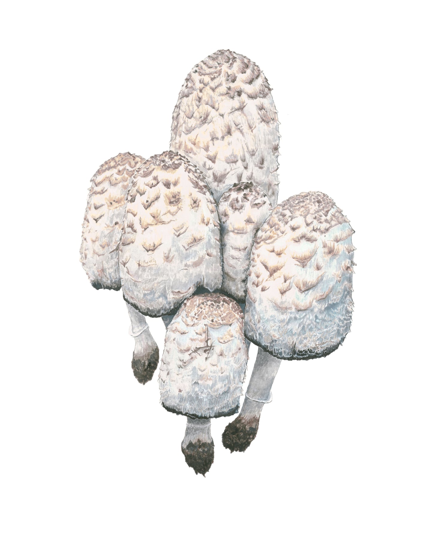 Shaggy Mane Mushroom Print by Julie Hamilton