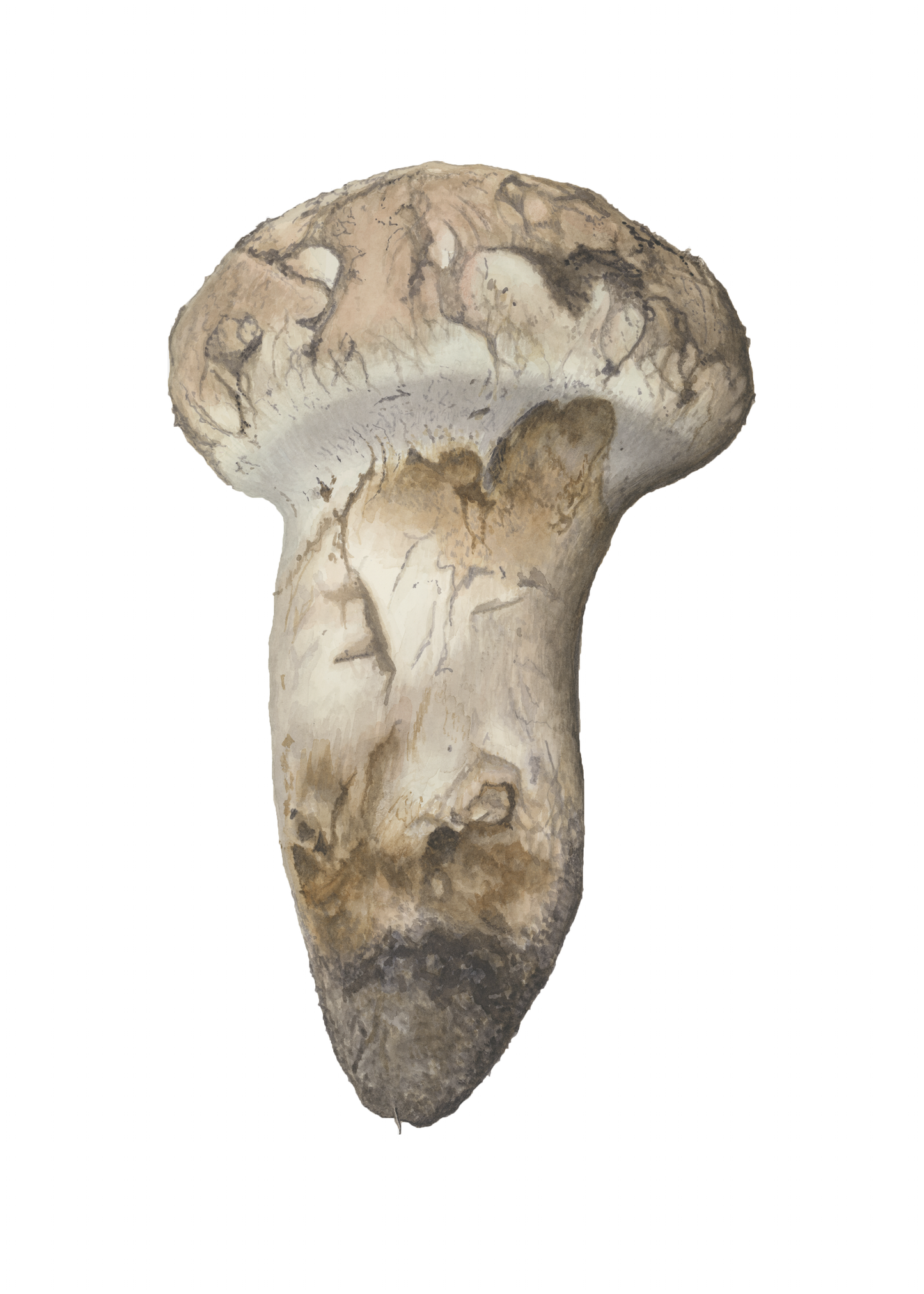 Matsutake Mushroom Print by Julie Hamilton
