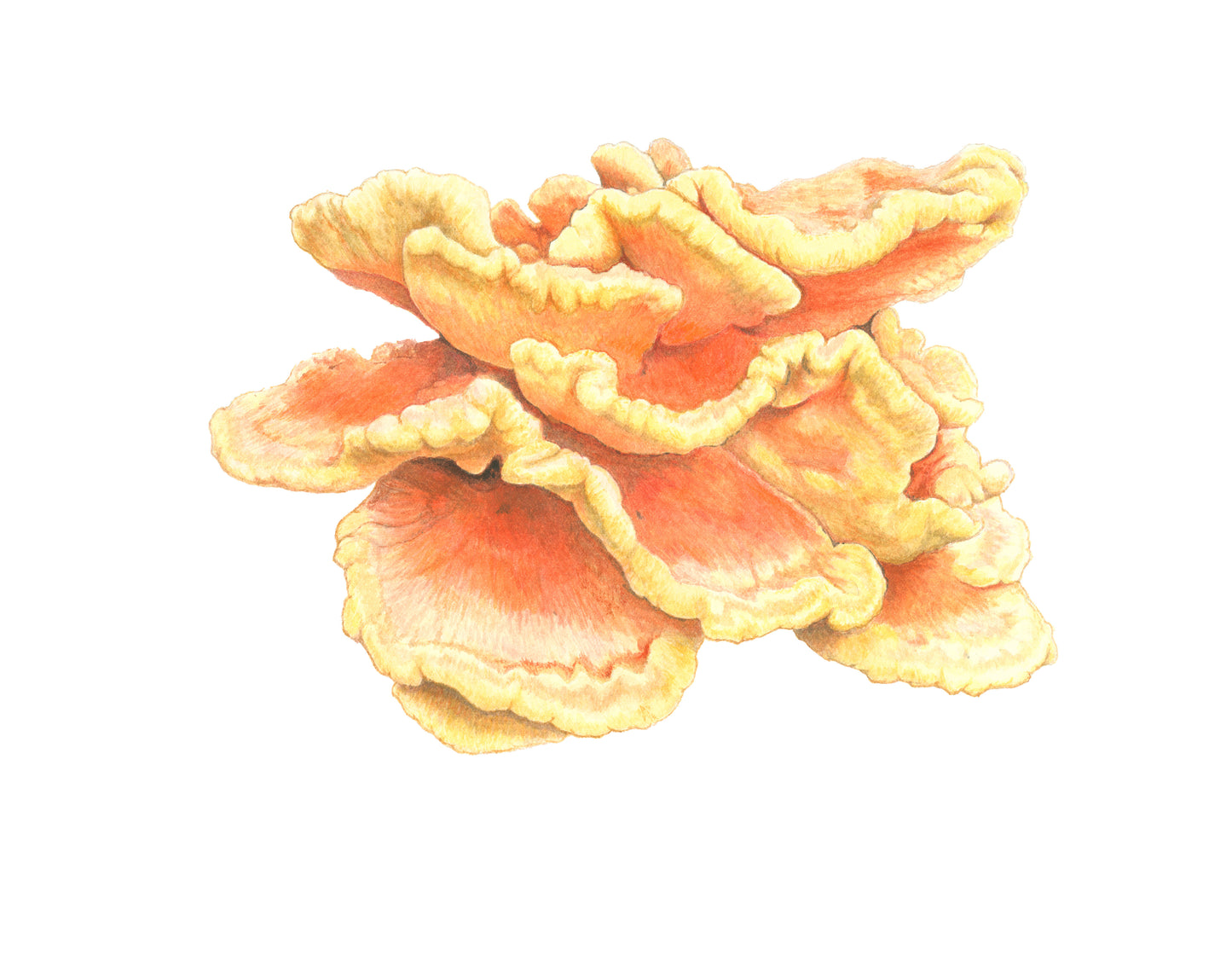 Chicken of the Woods Mushroom Print by Julie Hamilton