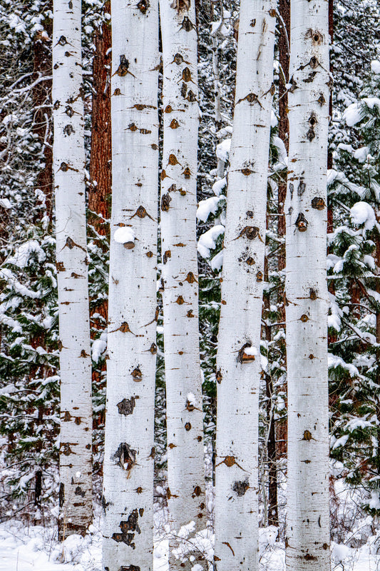 Black Butte Aspen by Extreme Oregon