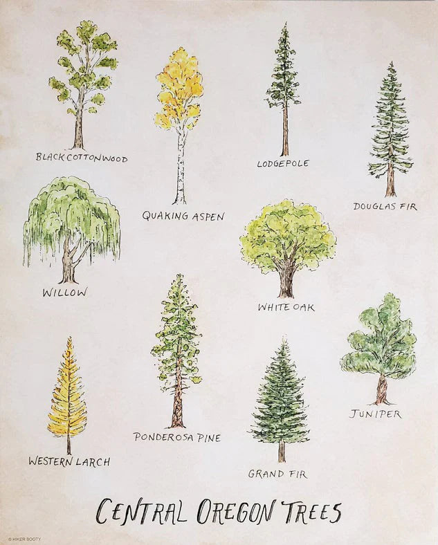 Trees of Central Oregon by Hikerbooty