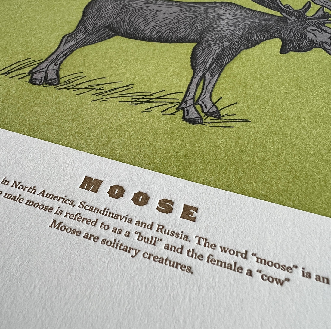 Moose Print by Quail Lane Press