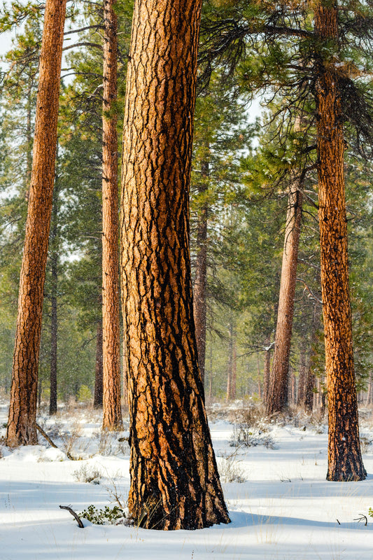 Ponderosa Sway by Extreme Oregon