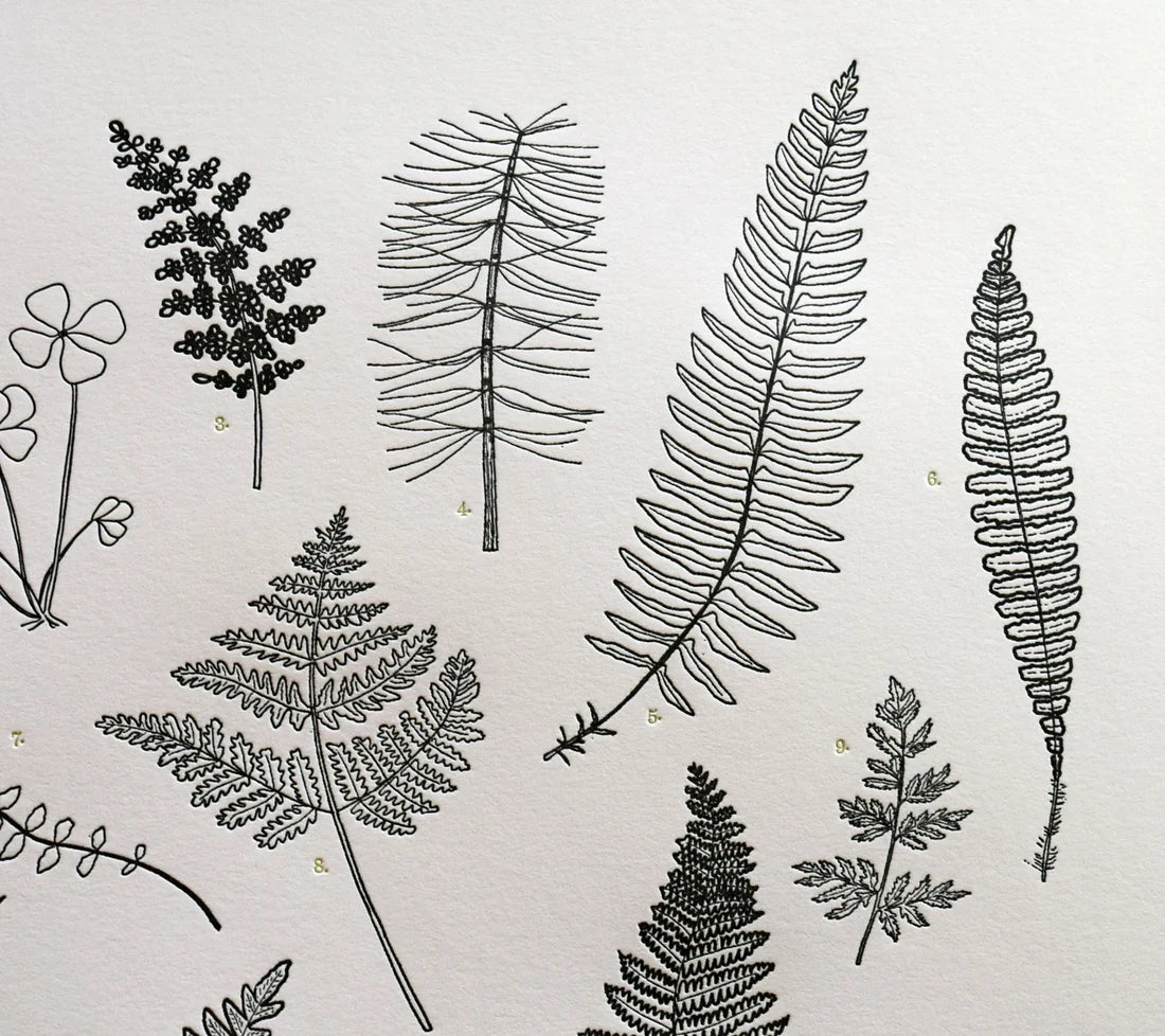 Ferns Print by Quail Lane Press
