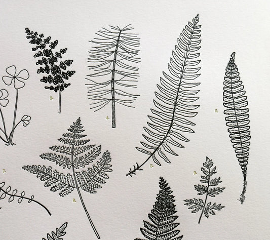 Ferns Print by Quail Lane Press